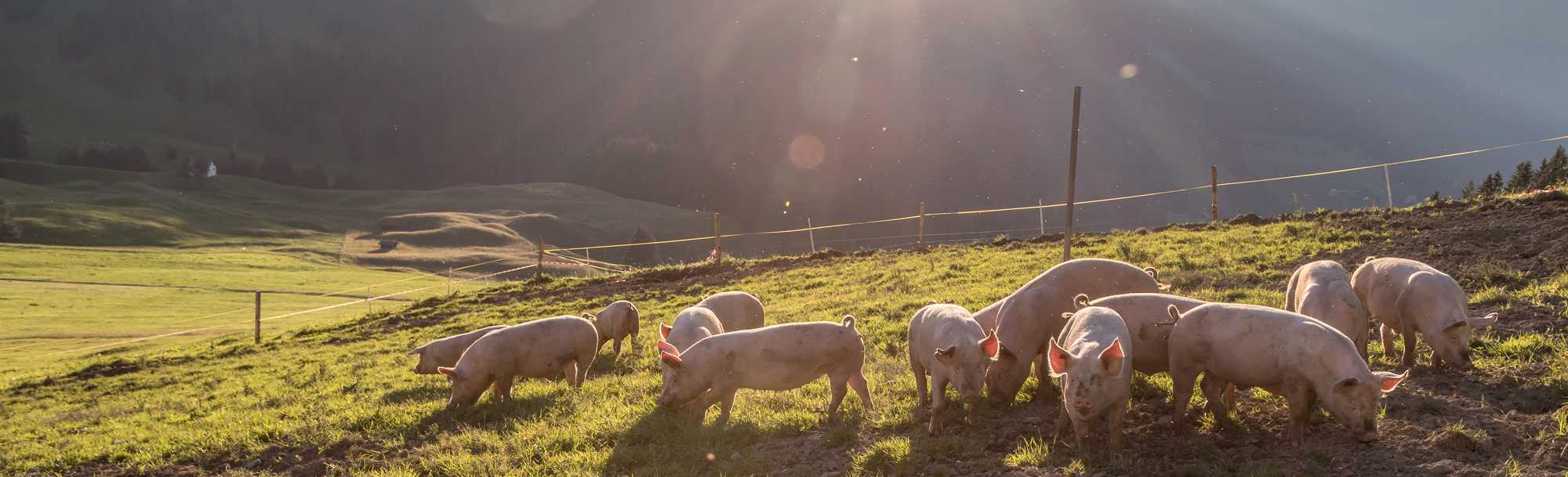 Raising animals humanely is core to our mission Changing The Meat We Eat®
